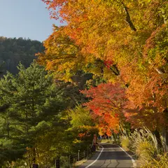 もみじトンネル