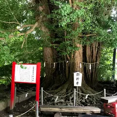 山寺の大イチョウ