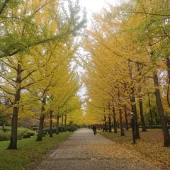 山形県総合運動公園 いちょう並木