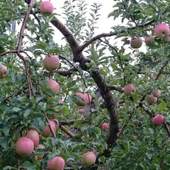 まるいち大場農園