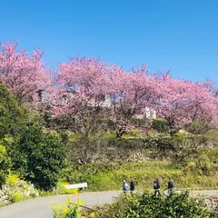 桑田山 雪割桜
