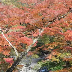 女郎もみじ