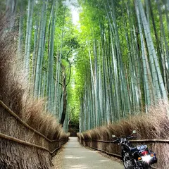 岚山竹林 Arashiyama Bamboo