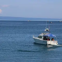 海とオルゴールイルカウォッチング・ドルフィンスイム