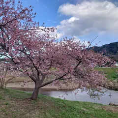 かんなみの桜