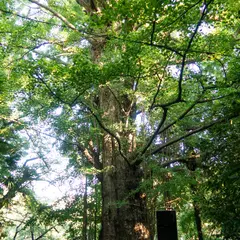 王子神社のイチョウ