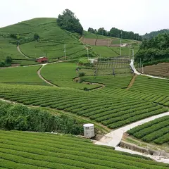 石寺の茶畑(京都府景観資産登録第1号の茶畑景観 )