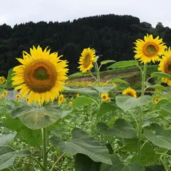 ひまわり畑