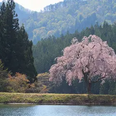 田屋の一本桜