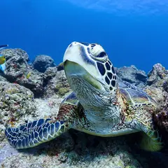 初心者専門ダイビングスクールあつまる石垣島