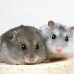 小動物専門店 ヘヴン