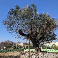 ブイロクの木