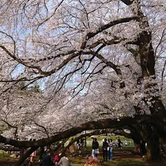 桜丘