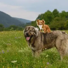 ロシア