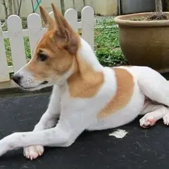 マレーシア