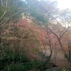 高尾山登山道 びわ滝コース