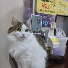 猫カフェ・nyanchi