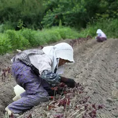 無農薬の南高梅 てらがき農園