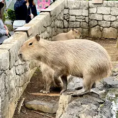 伊豆シャボテン動物公園