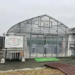 strawberry farm ふじもと