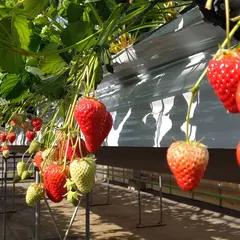 河本ファームいちご屋