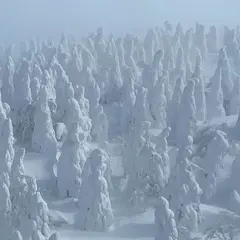 蔵王の樹氷