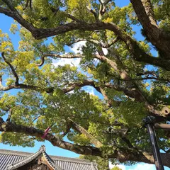 百舌鳥八幡宮のくす(府指定天然記念物)