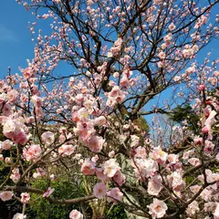 向山緑地 梅林園