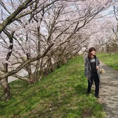 頓田川河川敷の桜