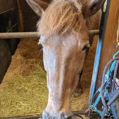 カナディアンキャンプ　乗馬クラブ