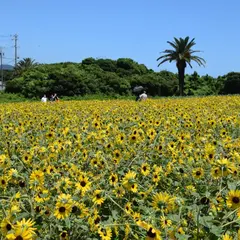 伊良湖菜の花ガーデン駐車場