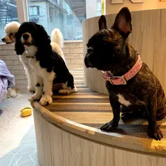 犬カフェRIO 原宿竹下通り店