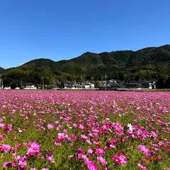 宮原コスモス園