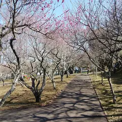日本平 梅園