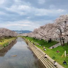 新境川 桜並木