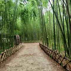 Taehwagang Bamboo Forest