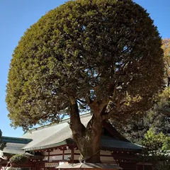 足利織姫神社 御神木