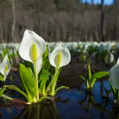水芭蕉公園
