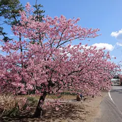 白子桜公園