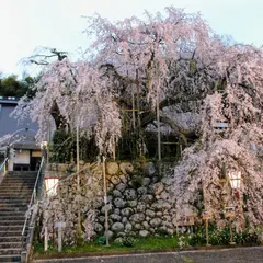 瑠璃寺(吉田のしだれ桜)