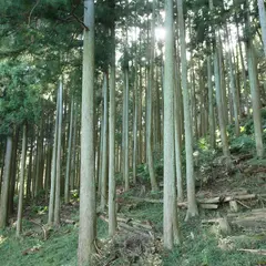 さんぎんの森