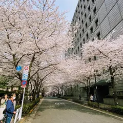 江戸桜通り