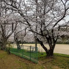 桜ヶ丘グラウンド