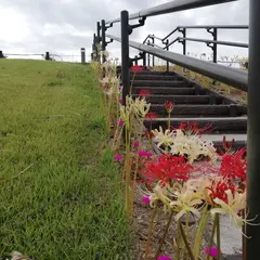 油ヶ淵水辺公園 水生花園