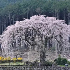 水戸野のしだれ桜