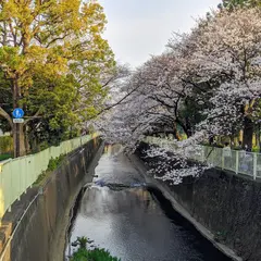 高井戸駅桜並木