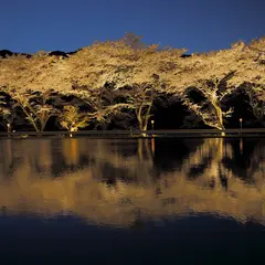 八坂湖畔桜