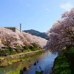 厚狭川河畔 桜並木通り