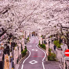 さくら坂