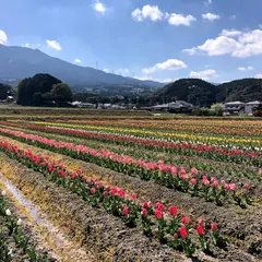 チューリップ